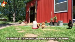 Куры несушки свободного выгула и их обычная куриная рутина – эпизод (319)