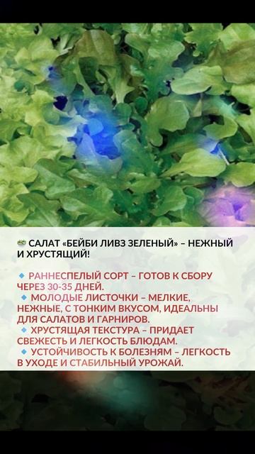 🥗 Салат «Бейби Ливз зеленый» – нежный и хрустящий!