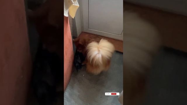 Шпиц Тортик, двух ворон я не выдержу🤣Spitz Cake, I can't stand two смотреть онлайн