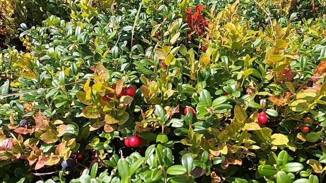 гора Параска смотреть онлайн