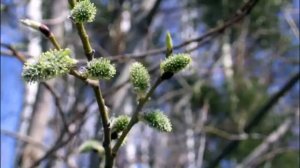 ОЛЬХА ПОКРОВИТЕЛЬ СЕМЬИ