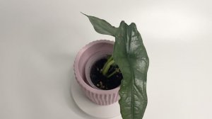 Алоказия Драгон Бреф