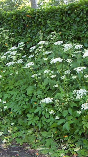 ИЗБАВЬСЯ ОТ СНЫТИ #сад #огород #shorts #сорняк #трава смотреть онлайн