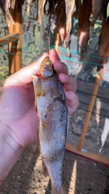 😋😋😋ХАРИУС ХОЛОДНОГО КОПЧЕНИЯ😋😋😋