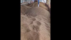 Результат работы аэратора для зерна АЗ-2 производства