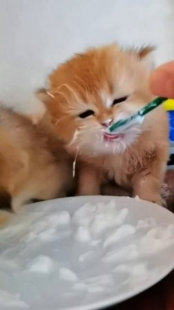 Приятного аппетита 🤗
Малыши начинают сами кушать. И первый прикорм для котят - детский творог 🍚🥛