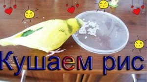 Как давать волнистому попугаю рис? Как я даю рис попугаю. Варить или замачивать рис для попугая?