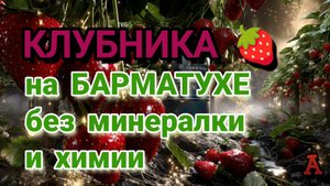 КЛУБНИКА на БАРМАТУХЕ без минералки и химии