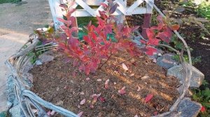 Как вырастить голубику без дорогого верхового торфа. ?