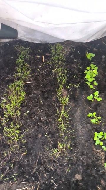 .Редис и укроп в теплице смотреть онлайн