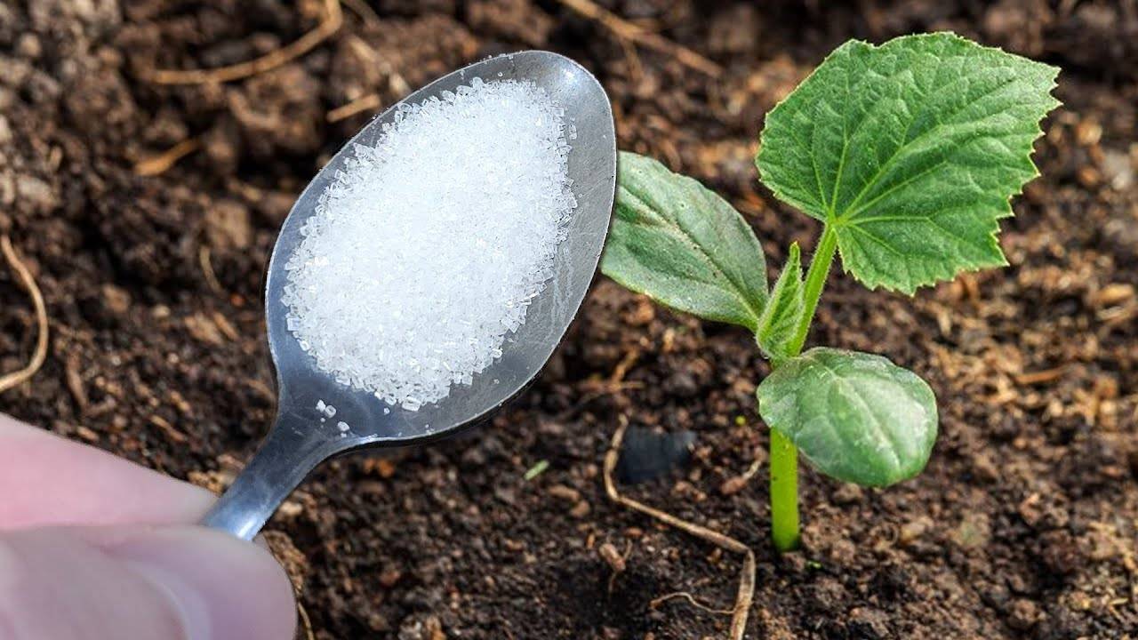 🚀 ПЕРВАЯ ВАЖНЕЙШАЯ ПОДКОРМКА ОГУРЦОВ – ЗАПУСКАЕМ МЕГАУРОЖАЙ! 🌱💦