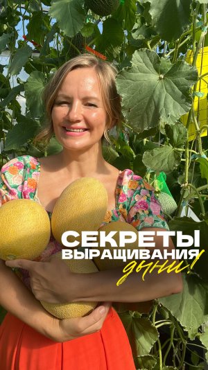🍈 Как вырастить дыню в Подмосковье – даже в обычной теплице?