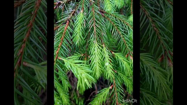 18-05-2025 Вечерняя прогулка после дождя....