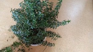 🌿 Осенняя обрезка мирта: советы по формированию куст?