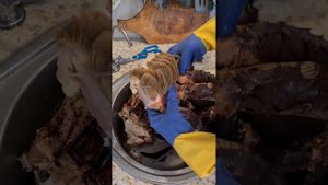 Разделка свежего камчатского краба.