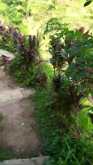 Рисовые террасы на Бали смотреть онлайн