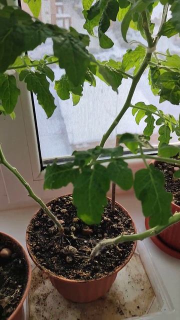 Балконное чудо на подоконнике. смотреть онлайн