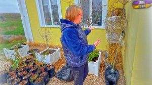 Растения почти бесплатно! Розы по 250 рублей! Купила полную машину: плакучая ива, шелковица, яблони