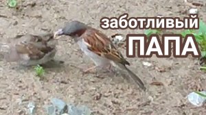 Папа воробей и воробышек.И всё-таки этот птенец-самка домового воробья.