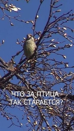 Что за птица так старается