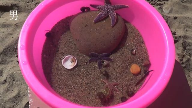 Море в тазике. Маленькое море. Small sea. смотреть онлайн