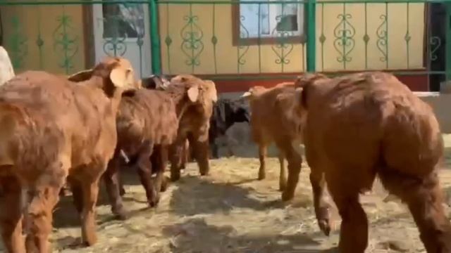 🛑САВДО ШУД🛑ХУДИ ХОЗИР БАРРАХОИ ЭЛИТА ОМАД  АДРЕС Ш Х