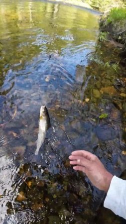 #shorts Что такое "не клюет" и как с этим бороться #рыбалка #fishing  #природа