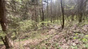 Овраг в небольшом лесу DenBan4