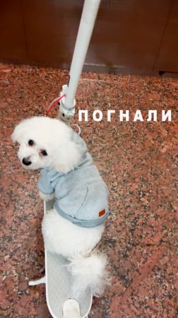 Собачка на самокате #напрогулке