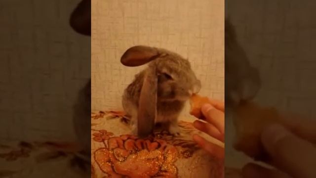 Мои кролик и собачка!