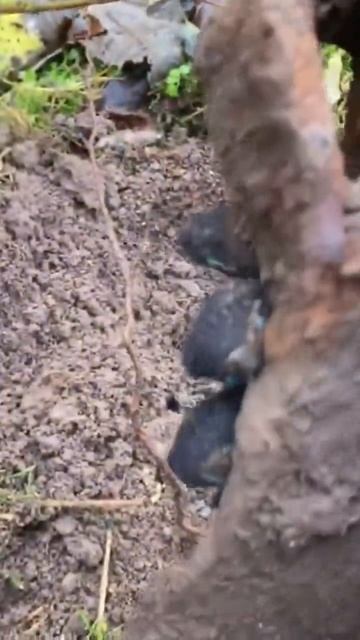 Находка ч.404🔥🔥 #леснойскобарь#2024 #коп#металлоискател смотреть онлайн