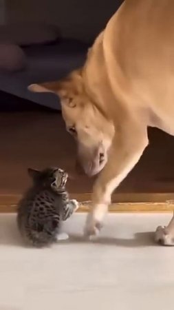Don’t you dare touch her.