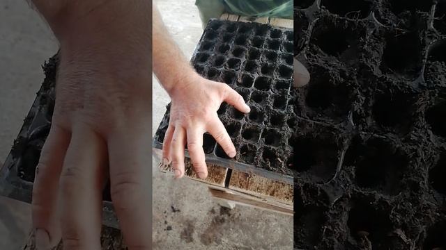 Посадка огурцов в касеты для 2 оборота 17.08.2024 смотреть онлайн