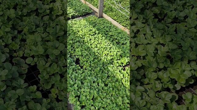 рассада земляники садовой Кабрилло, Мурано, Априка, Са смотреть онлайн