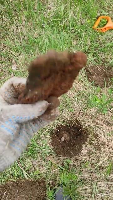 Пришёл в лес покопать! Первые 10 сигналов #коп #мета смотреть онлайн