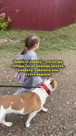 Что значит - завести собаку! Ответственность! #бобр #slavaskripka #славаскрипка #амстафф  #стафф
