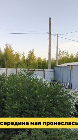 Середина мая пронеслась