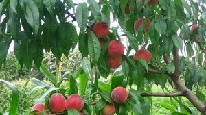 Персик Киевский ранний