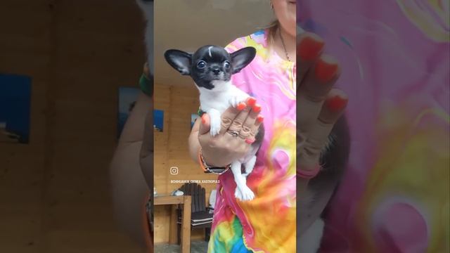 Лаура мини чихуахуа ркф 2 месяца продажа чихуахуа пит? смотреть онлайн