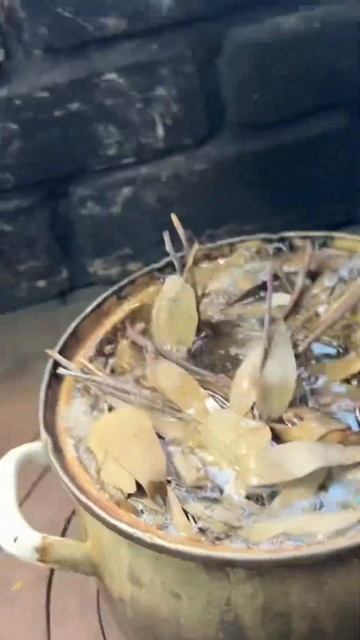 ЧАН 7 ТРАВ🌿 Веснянкинске бани Казань🌲🐻 смотреть онлайн