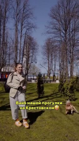 Охота на белку #собака #суперсобака #puppy #юмор #americanbully #стафф #стаффорд #собакадруг
