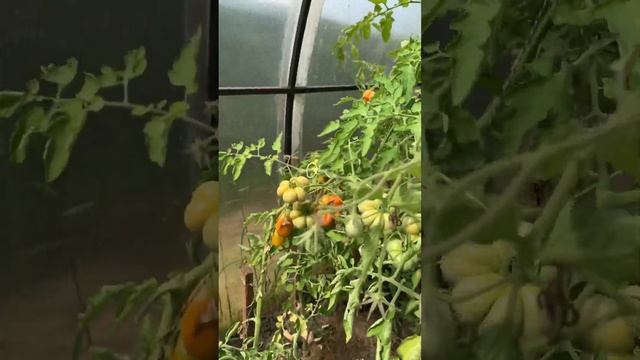 Мой урожай в теплицы 😞не очень в этом. смотреть онлайн