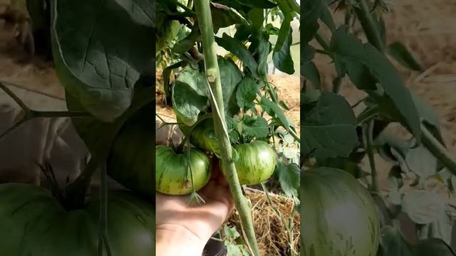 Сортовой томат Полосатый шоколад!!! Сажаем уже три сез?