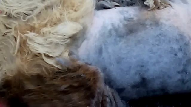 Бреем овчарку