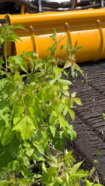 Запрещаю вам дисковать после ротоватора #тлп #ротоват? смотреть онлайн