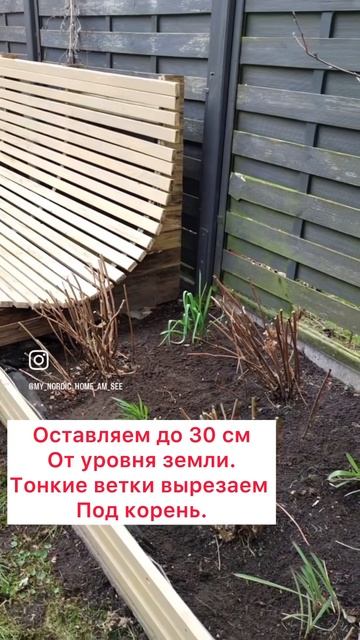 #гортензия #анабель