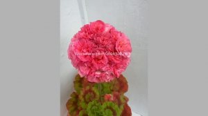 Мальта- Мильфей 🌟🌟🌟