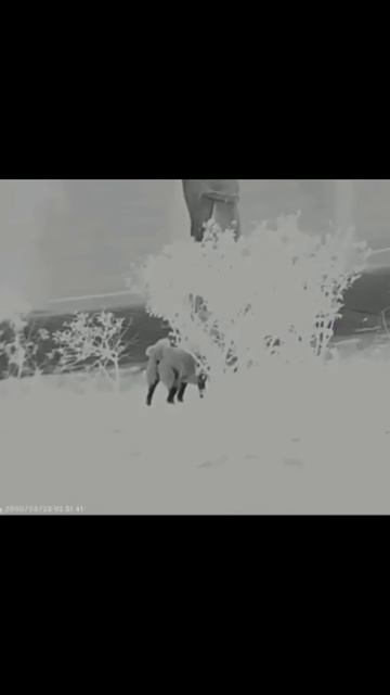 Самый лучший (дешевый) тепловизор Sytong Lm02-25 смотреть онлайн