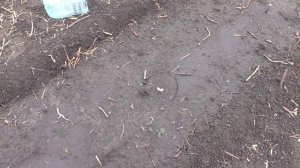 Всходы арбузов в открытом грунте