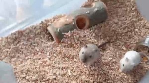 Немного рассуждений о клетке в которой удобней содержать песчанок